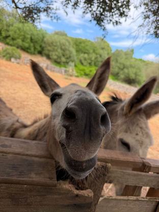 A friendly rescued donkey leaning over a wooden fence