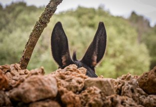 Donkey ears with a view across Menorca