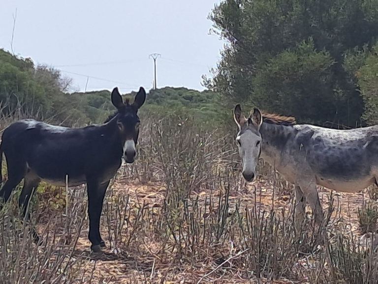 Two rescued donkeys at Menorca Donkey Rescue