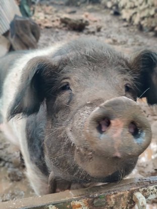 Peppa the pig resting at Menorca Donkey Rescue